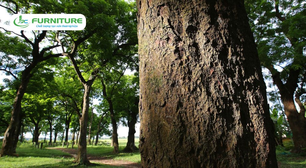 Gỗ lim thuộc nhóm mấy