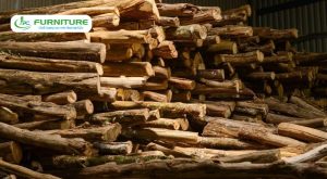 7 loại gỗ quý nhất Việt Nam