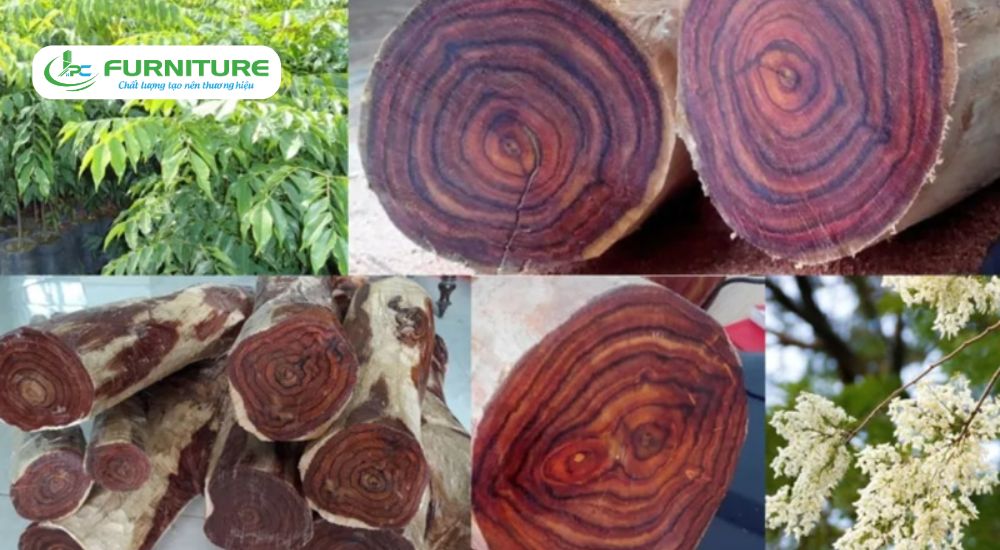 Các loại gỗ nhóm 4
