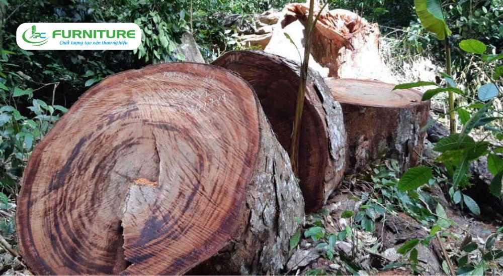 Các loại gỗ nhóm 4