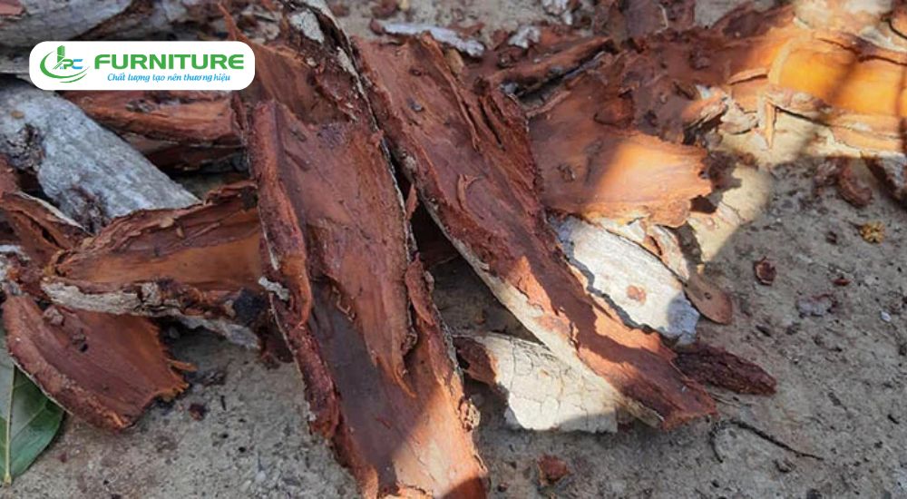 Các loại gỗ nhóm 4