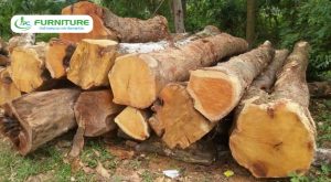 các loại gỗ nhóm 4