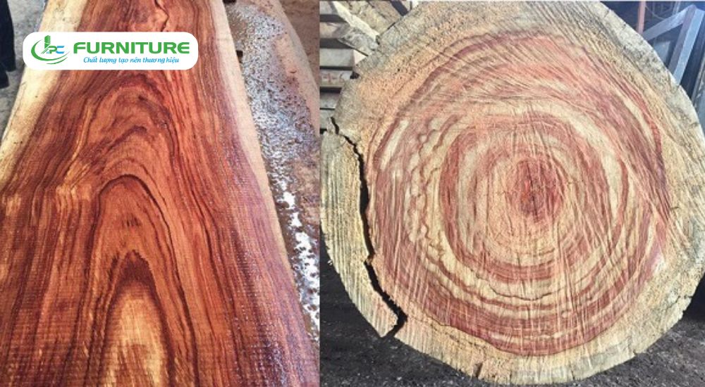 top 10 loại gỗ đắt nhất việt nam
