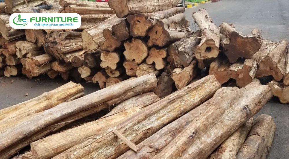 top 10 loại gỗ đắt nhất việt nam