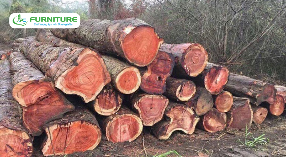 gỗ thịt là gì
