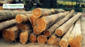so sánh gỗ lát và gỗ lim