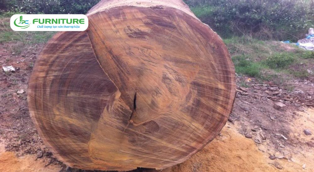 so sánh gỗ lát và gỗ lim