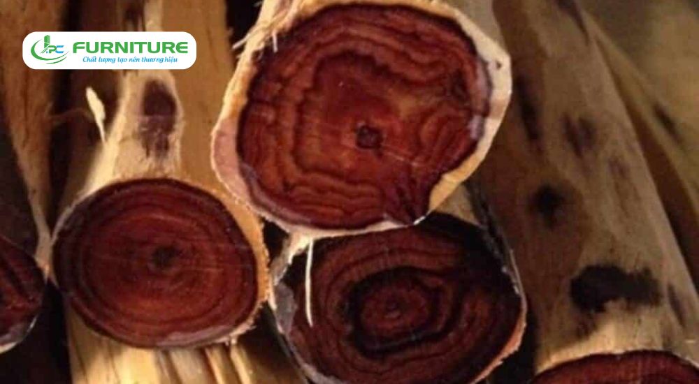 top 10 loại gỗ đắt nhất việt nam