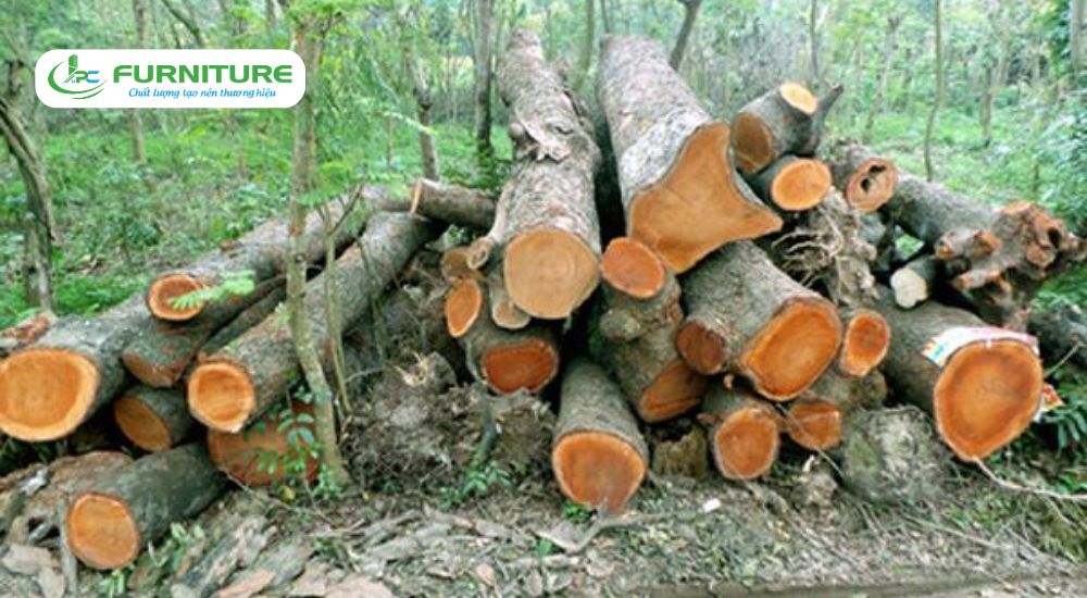 so sánh gỗ lát và gỗ lim